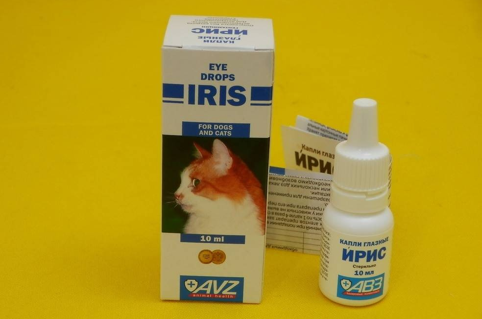 Особенности лечения гноящихся глаз у кошек