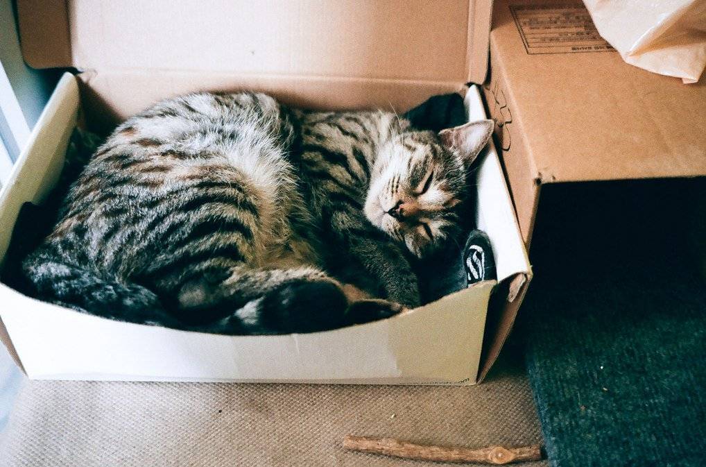 Почему коты любят сидеть и грызть коробки и пакеты – ответы ученых