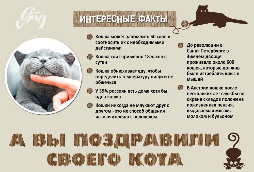 Наиболее интересные факты о кошках для детей и взрослых, особенности животных