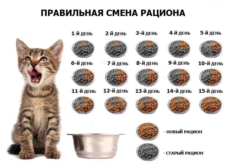 Правила прикорма котят, особенности рациона, оптимальный возраст