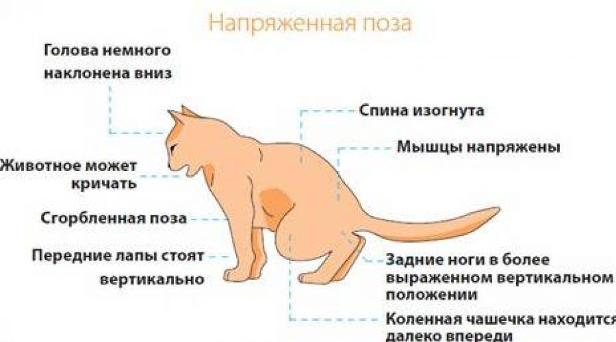 Анемия у кошек