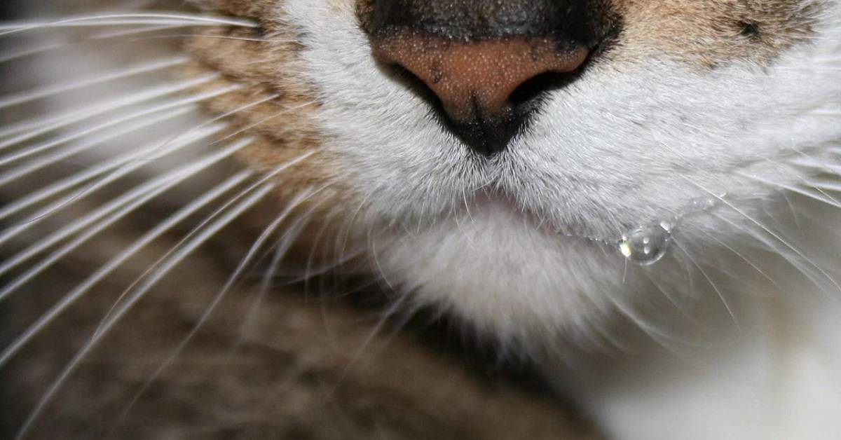 Почему у кошки идет пена изо рта?