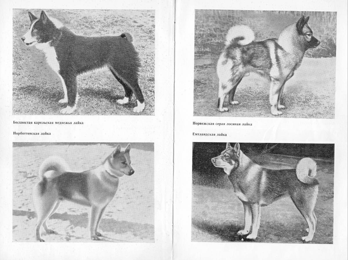 Западносибирская лайка: история, стандарт, характер, правила содержания и выбора щенка (+ фото) | ваши питомцы