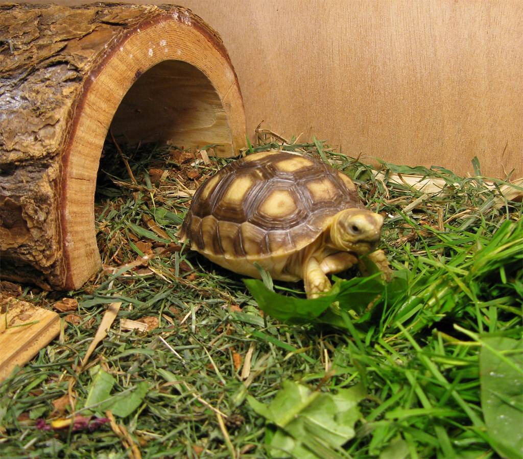 Средиземноморская черепаха в домашних условиях: краткое описание, особенности содержания и интересные факты