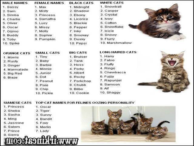 Японские имена для кошек: лучшие варианты кличек