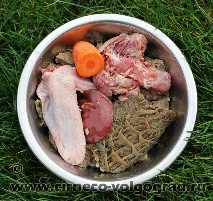 Можно ли давать собакам сырое мясо: говядину, курицу, свинину, баранину, крольчатину