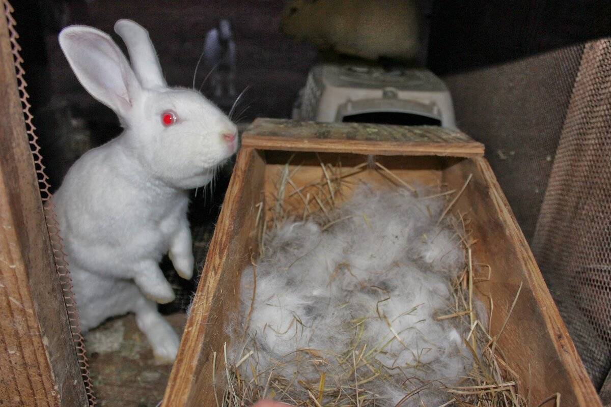 Как можно определить беременность у крольчихи и как ее правильно кормить