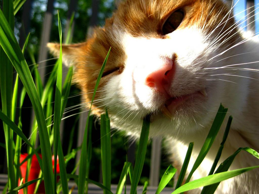 Почему кошки едят траву — список самых полезных и вредных растений для кошачьего организма + советы, как вырастить траву дома