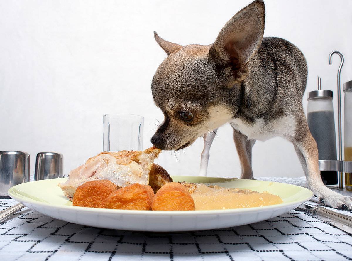 Почему нельзя кормить собаку едой со стола