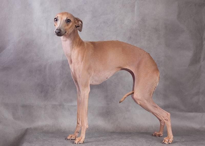 Левретка: фото и описание итальянской породы собак