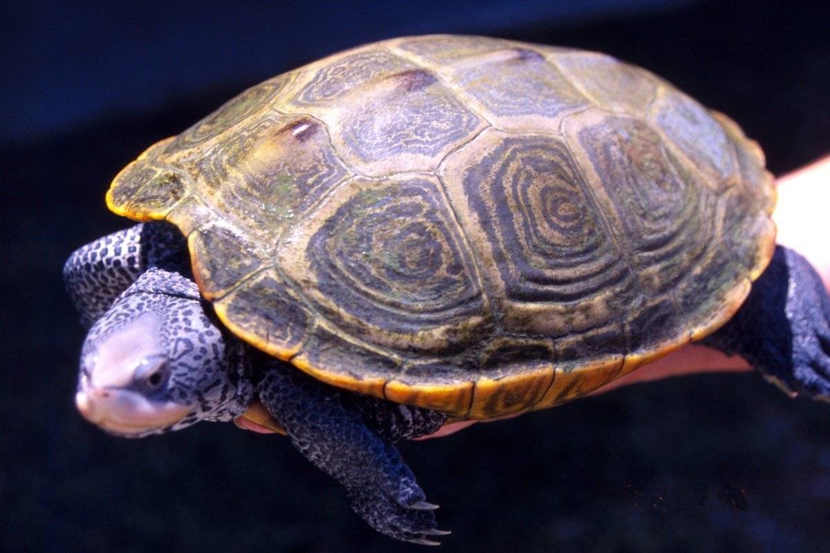 Черепаха - виды, питание, уход и содержание, сколько живет, фото