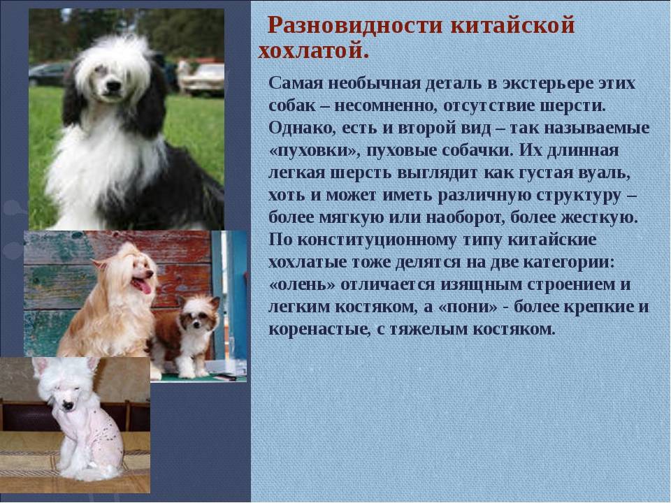 Порода собак ши-тцу: характер, описание породы, сколько живут, размер, вес, отзывы владельцев