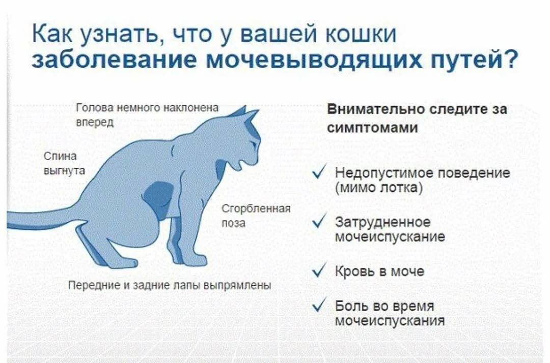 ᐉ у кота отказывают задние лапы что делать: паралич у кошек - zoomanji.ru