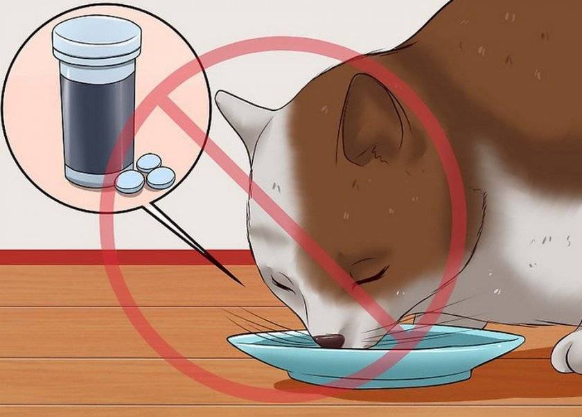 Как дать коту лекарство: таблетки, порошок, капсулу