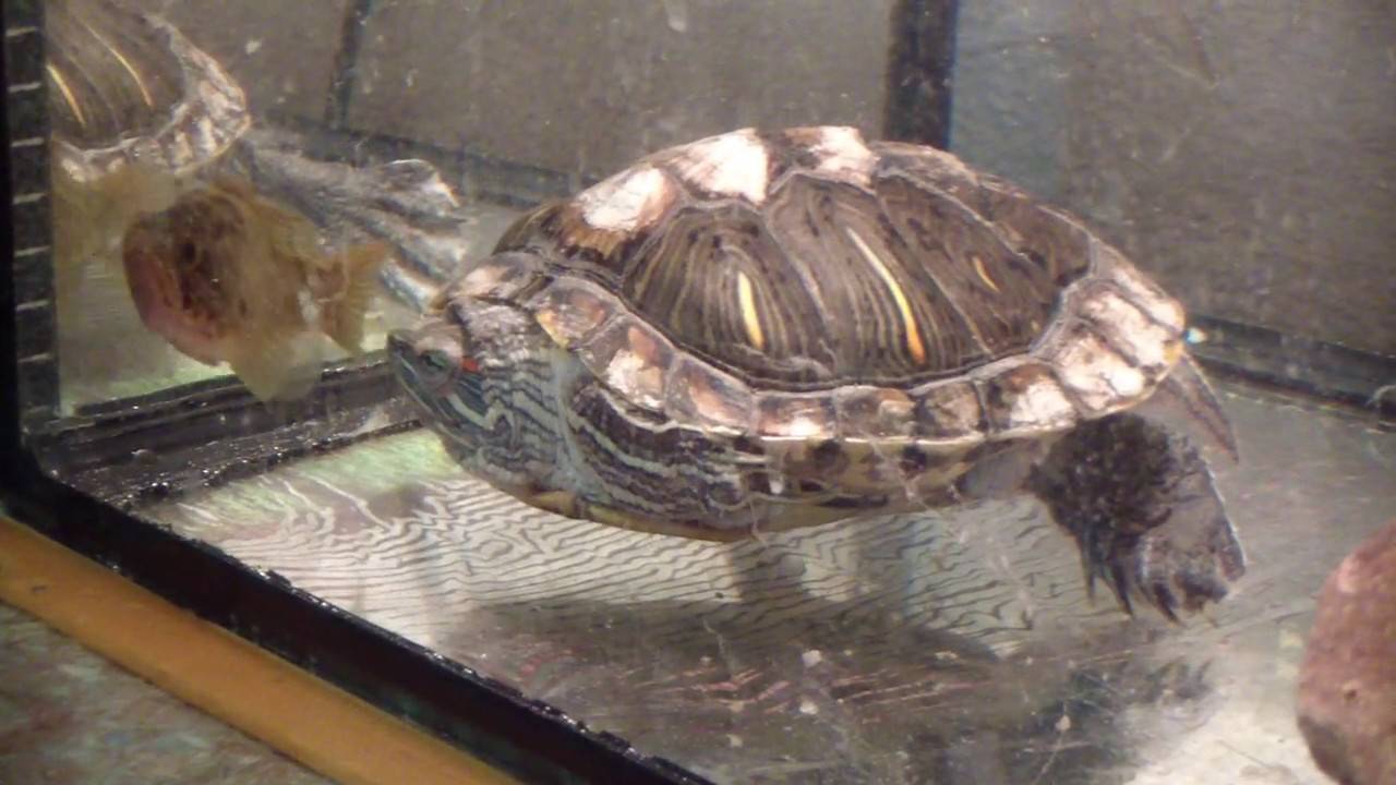 Линька у красноухих черепах: отслаивается панцирь, шелушится и облезает кожа на шее и лапах