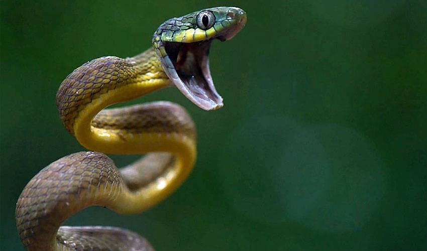Виды змей: характеристика и строение, образ жизни