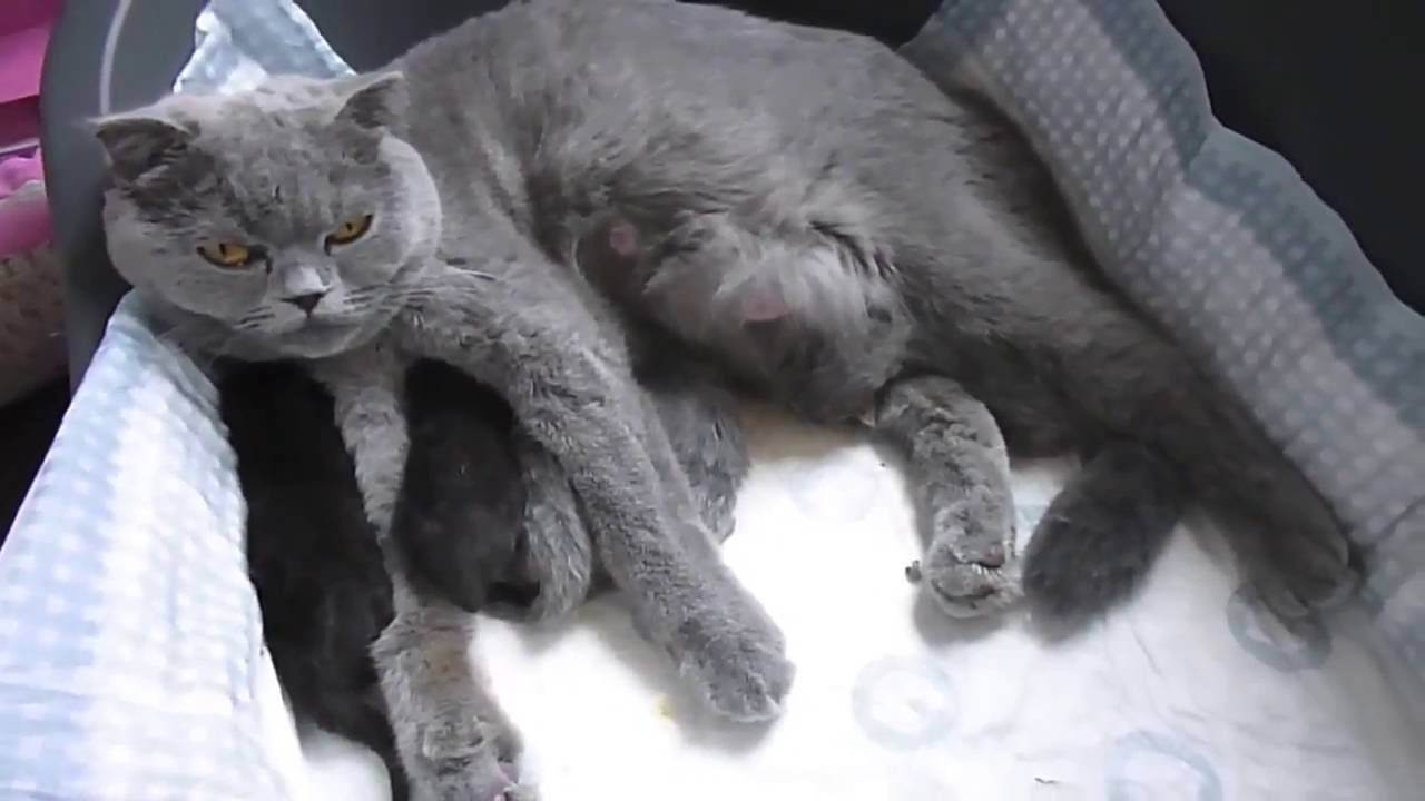 Беременность у кошки: что нужно знать хозяину