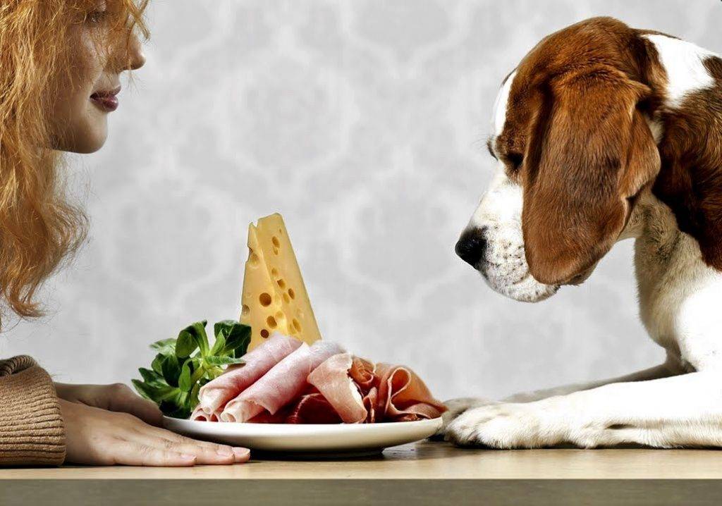 Собака не ест сухой корм: возможные причины, как приучить