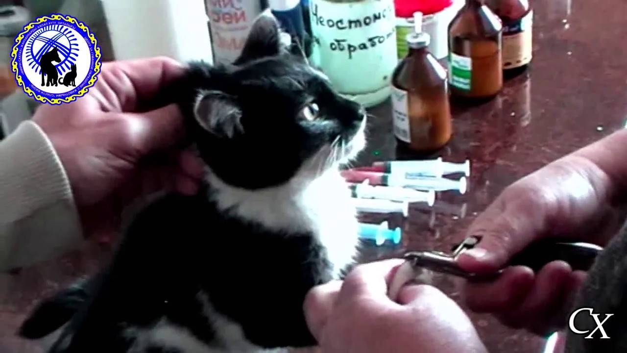 Раны у кошек - первая помощь и и обработка, лечение гнойных ран. ветеринарная клиника "зоостатус"