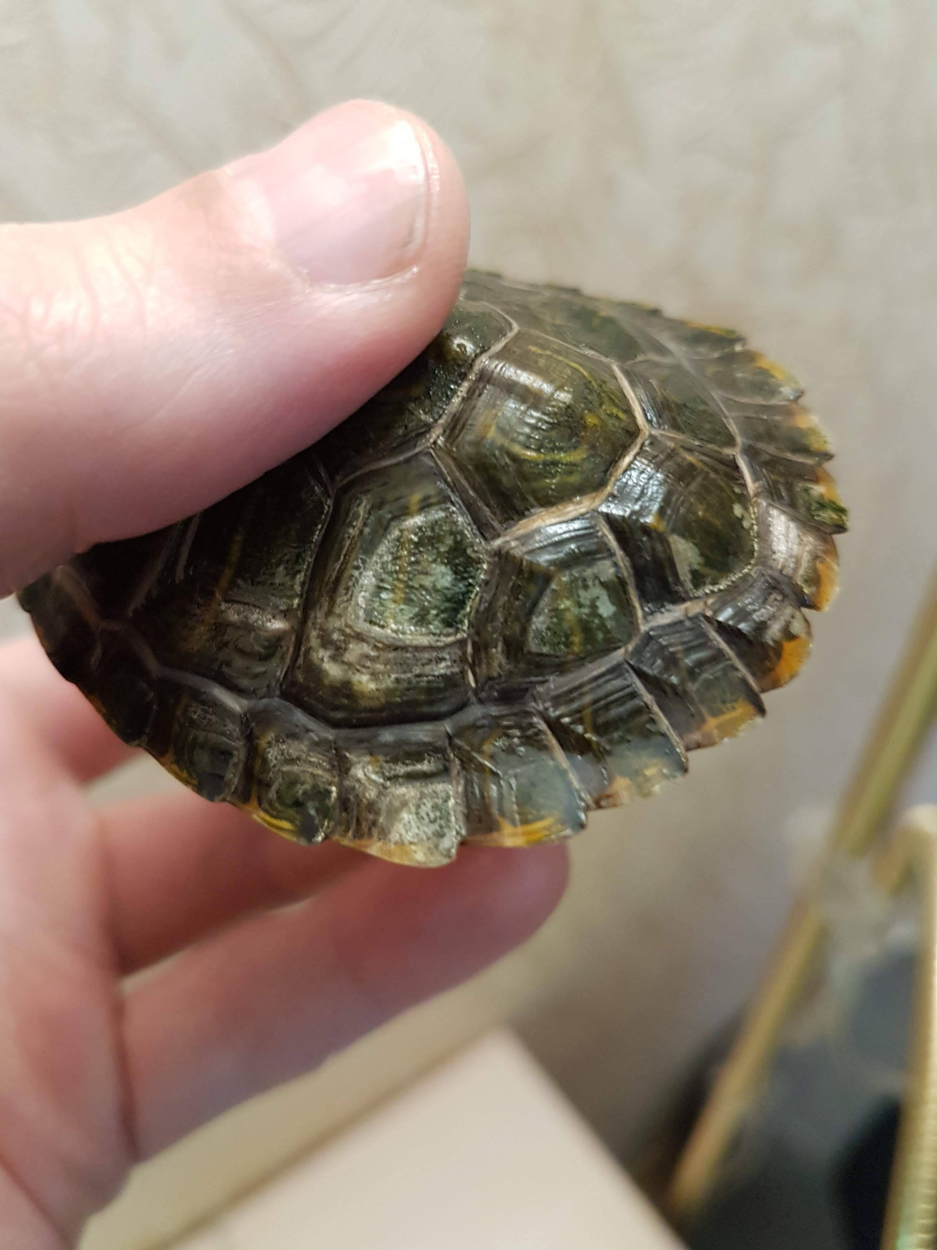 Что делать, если у черепахи мягкий панцирь? причины, лечение, профилактика