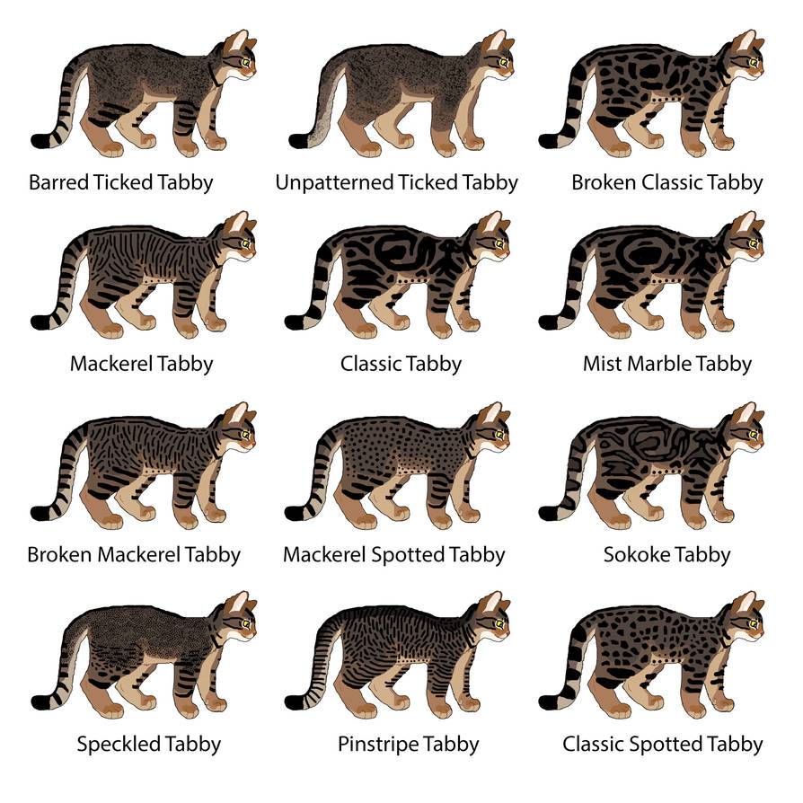 Генетика - определение окрасов будущих котят - питомник элитных британских кошек, котят elite british