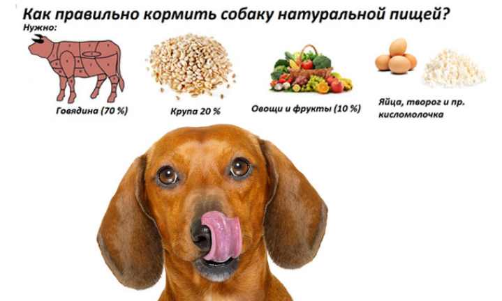 Можно ли собакам есть картофель: польза и вред от картошки