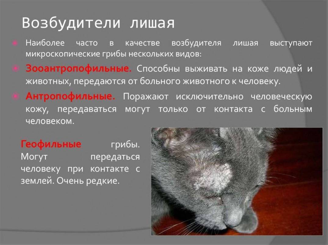 Кожные заболевания у кошек: лечение болячек