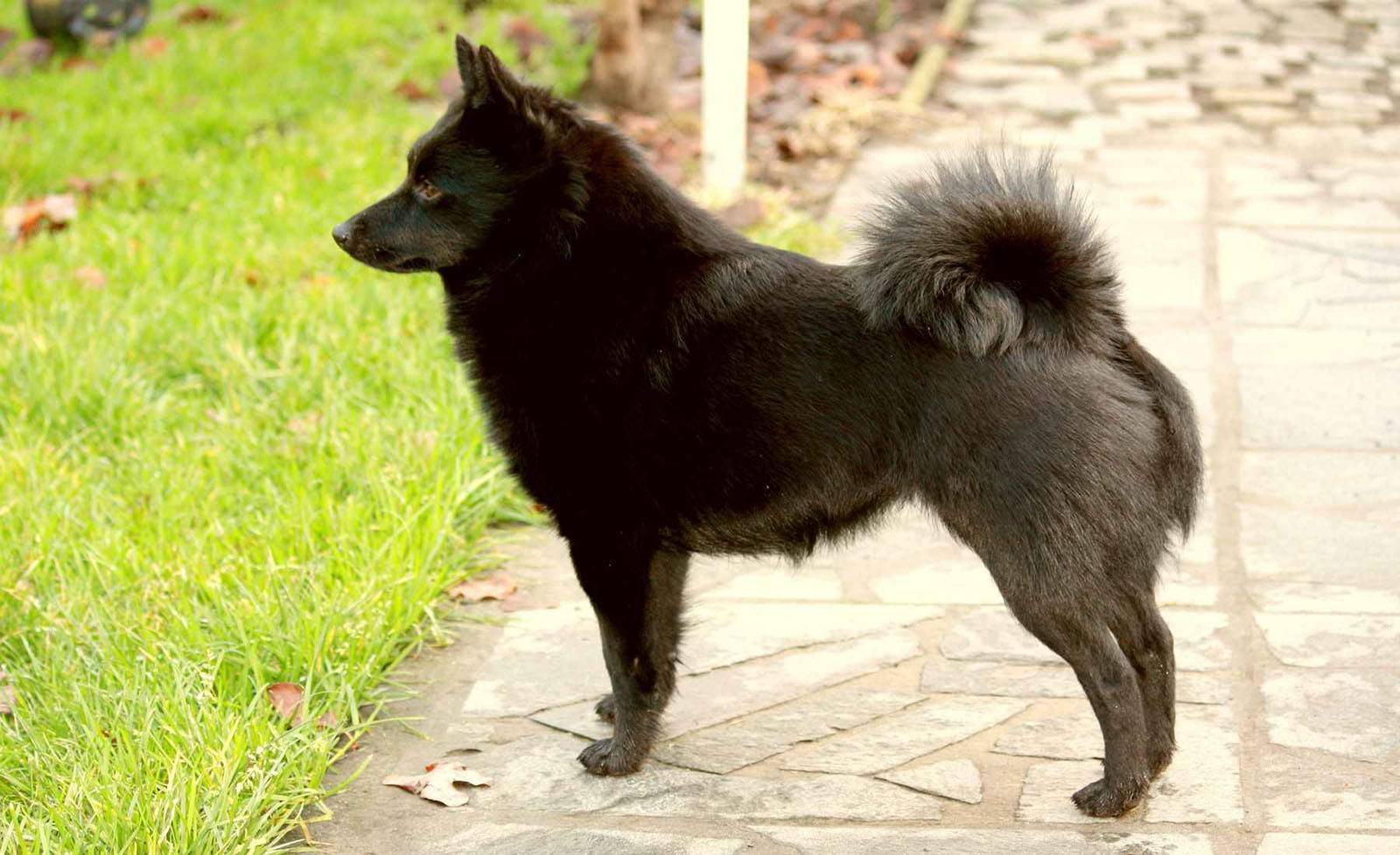 Описание породы собак шипперке с отзывами владельцев и фото
