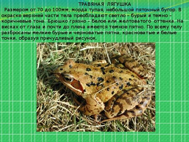 Чем питается травяная лягушка? :: syl.ru