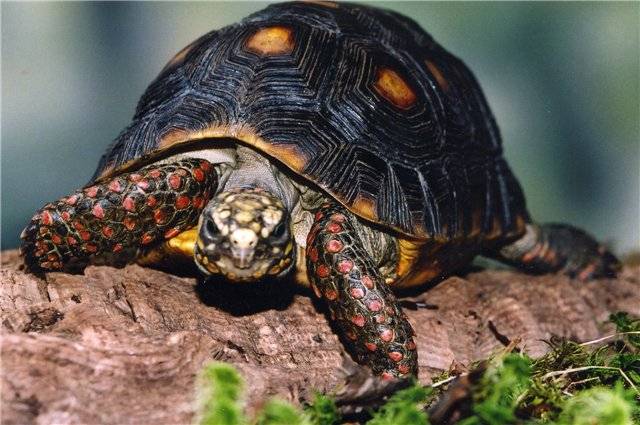 Красноногая (угольная) черепаха