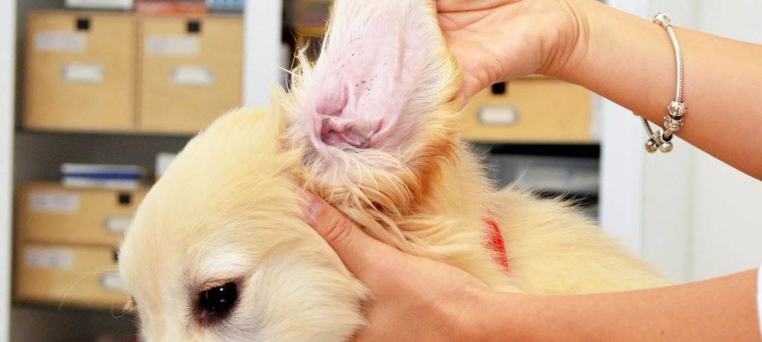 Ушной клещ у собак: фото, симптомы и лечение