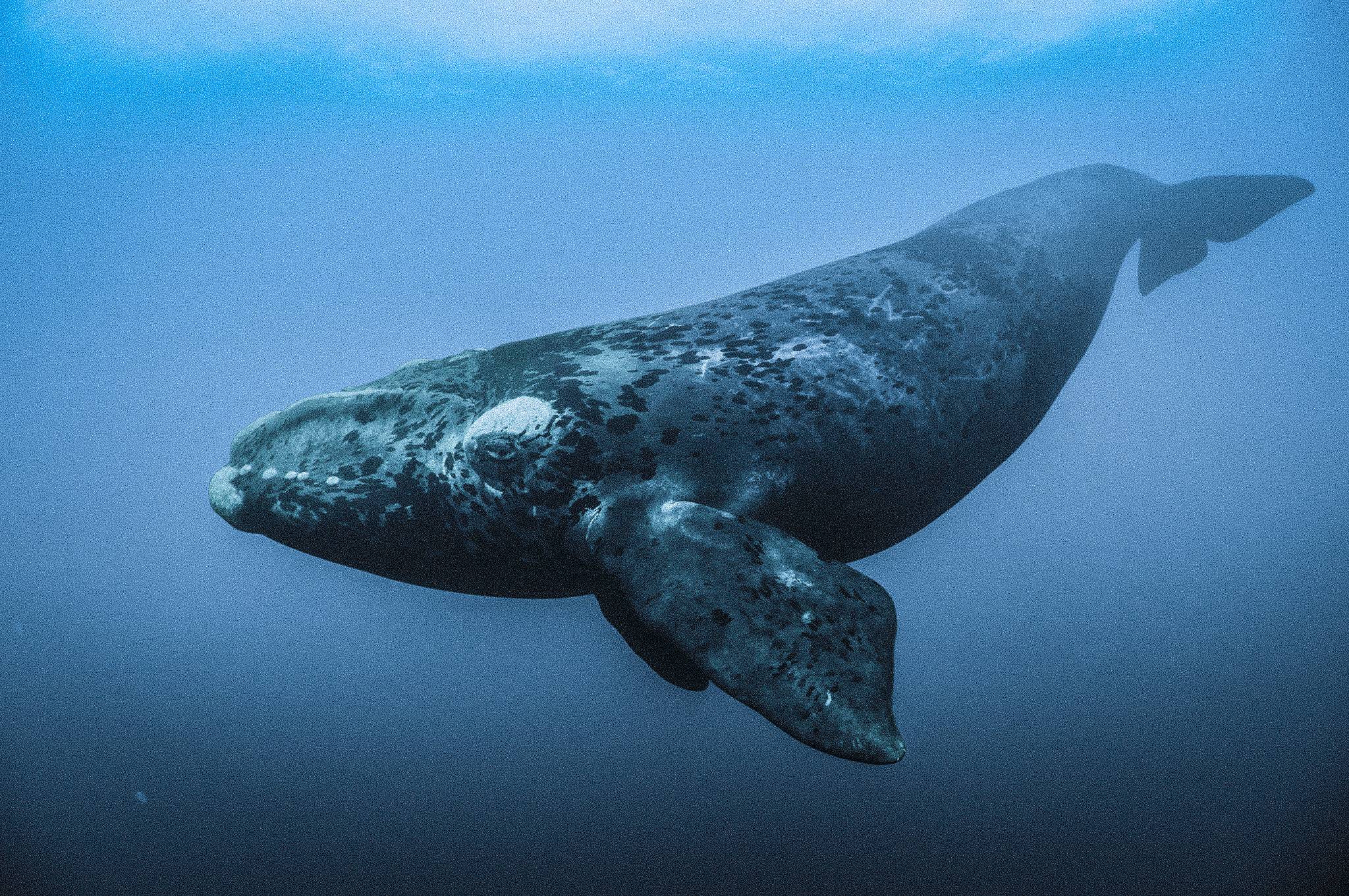 Кашалот - китообразные | некоммерческий учебно-познавательный интернет-портал зоогалактика