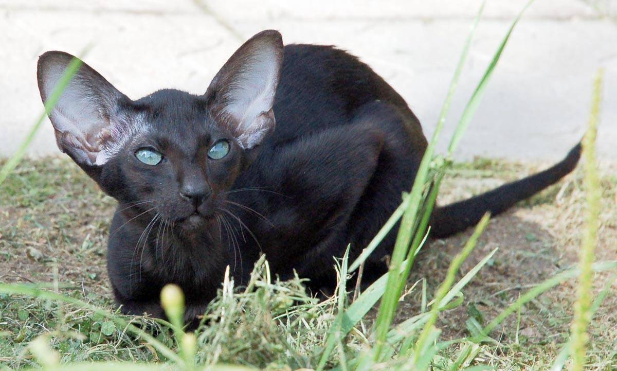 Коты похожие на грузинов как называются, фото и описание породы