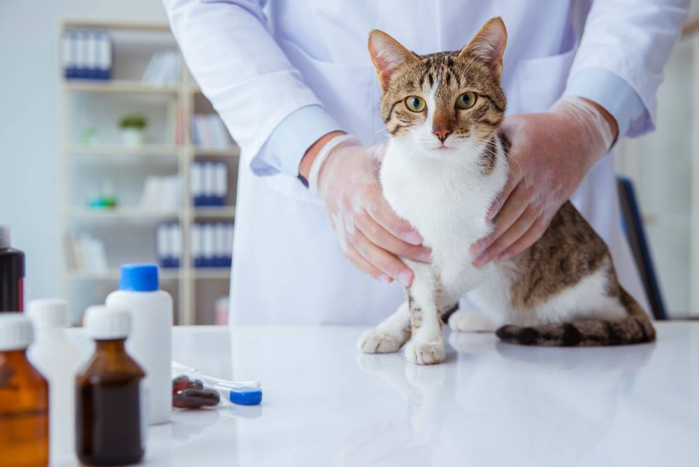 Гастрит у кошек: симптомы, лечение, питание и причины