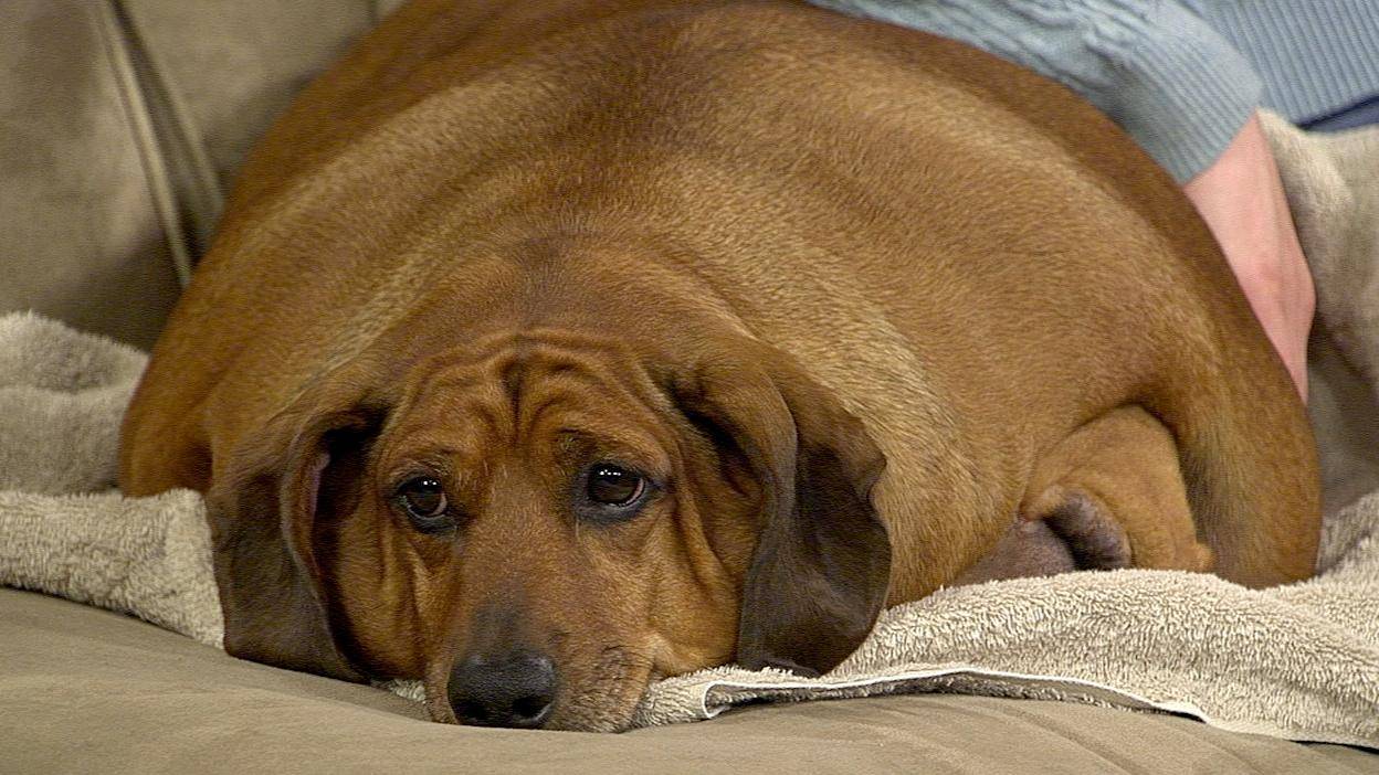 Ожирение у собак: причины и методы борьбы с лишним весом | ваши питомцы