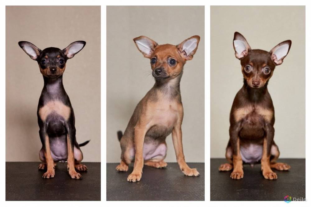 Той терьер и чихуахуа: отличия двух пород маленьких собак (фото)