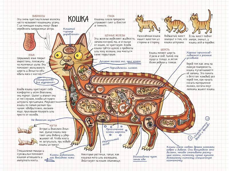 Где находится холка у кошек: важная информация о строении и назначении