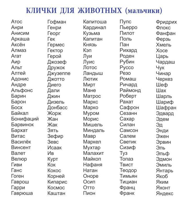 Клички собак кобелей: оригинальные русские имена