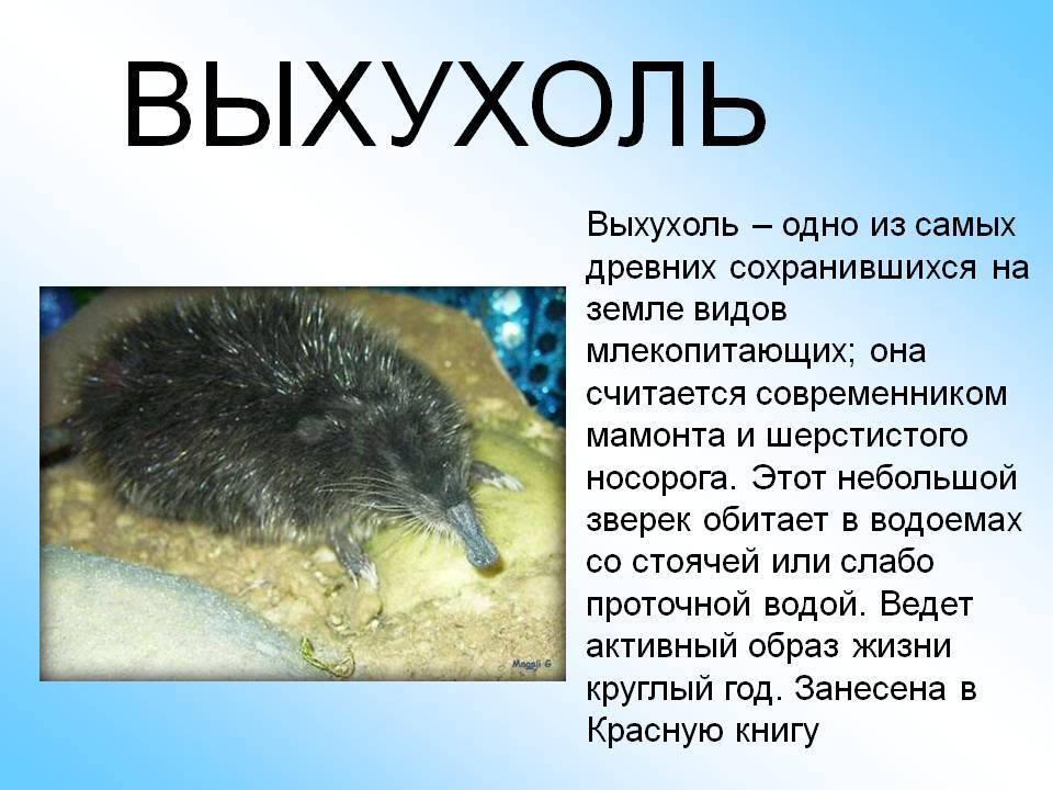 Русская выхухоль - птица или животное?