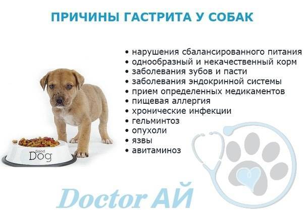 Почему щенок икает? возможные причины и способы решения :: syl.ru