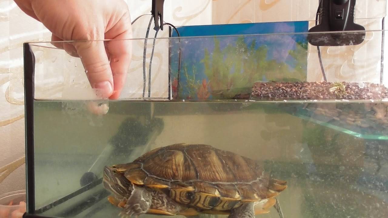 Спячка красноухой черепахи: признаки, как вывести из спячки