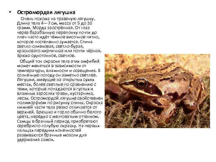 Остромордая лягушка кк ростовской области