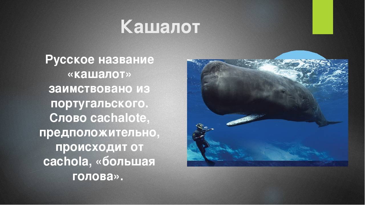 Кашалот — гигант среди зубатых китов - zefirka