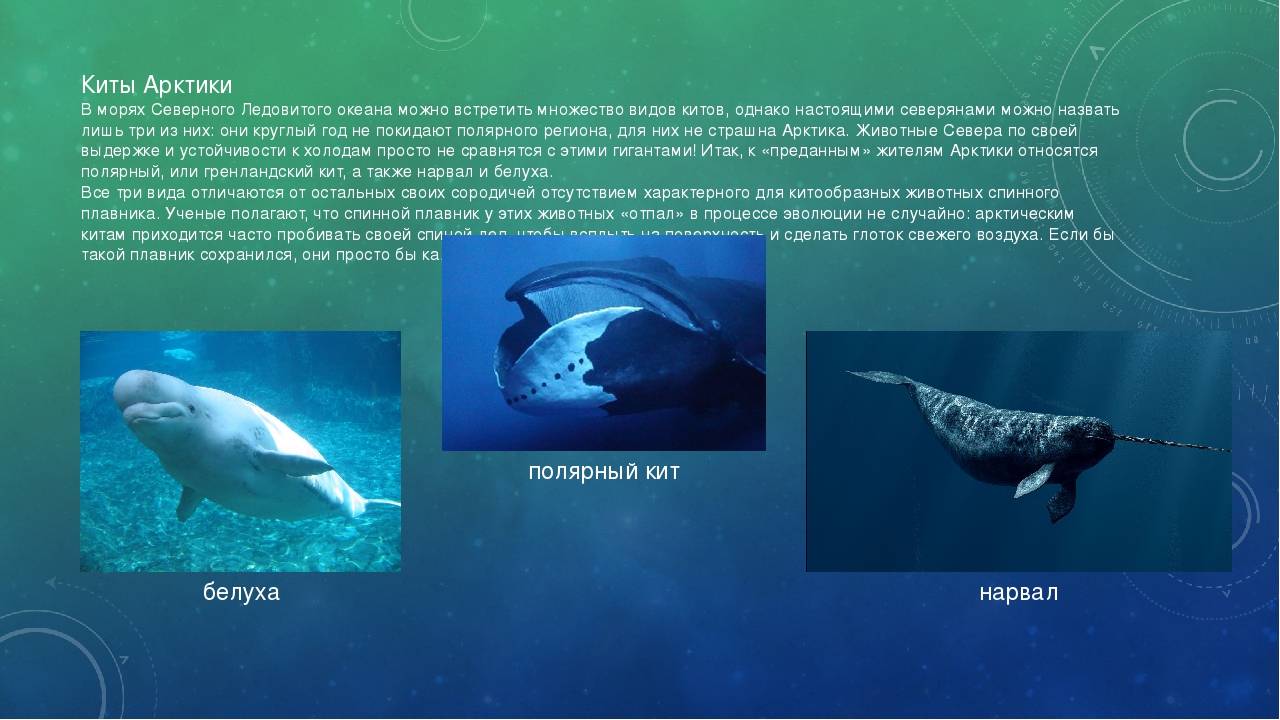 Гренландский (полярный) кит: описание, места обитания, миграции