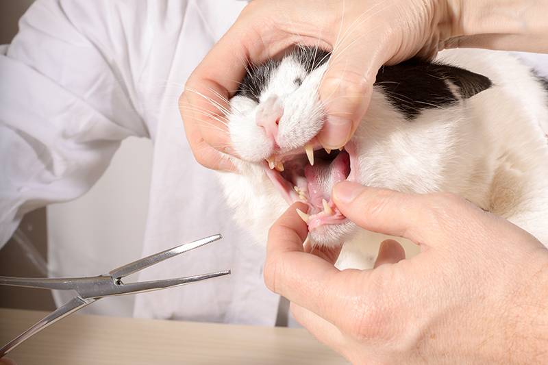 Стоматит у кошек: лечение, симптомы, диагностика