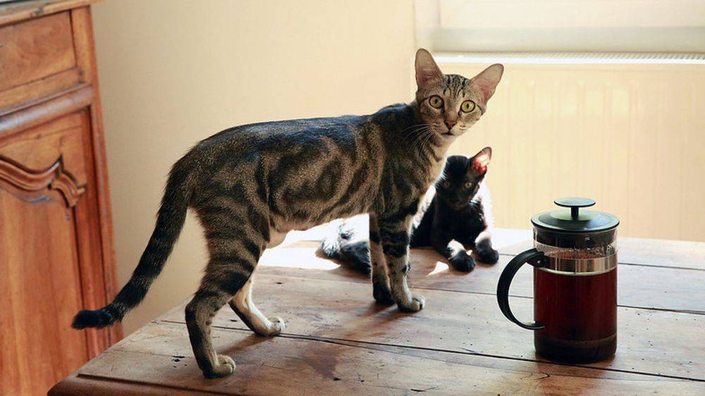 10 вредных привычек кошек, которые мы воспитываем сами