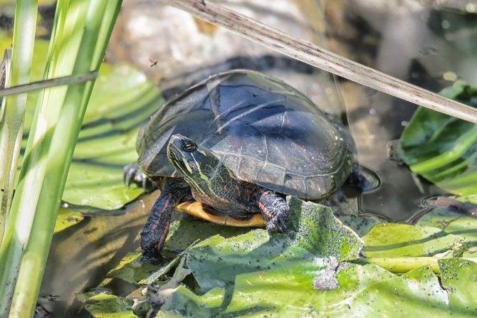 Что едят болотные черепахи, чем кормить в домашних условиях