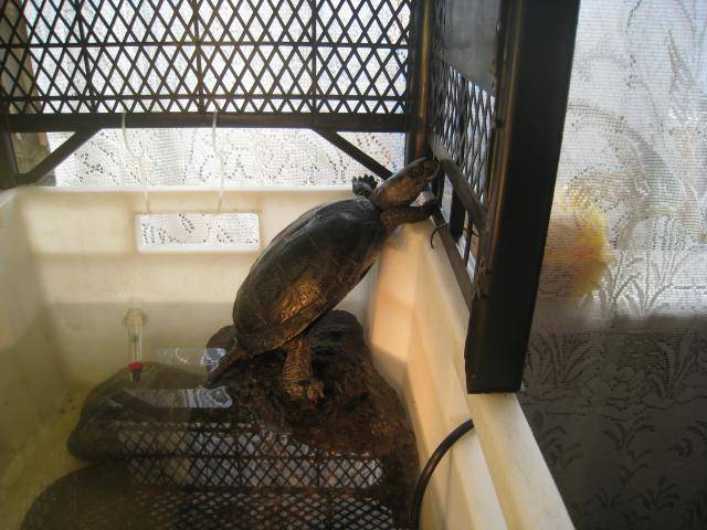 Описание, образ жизни и содержание черепахи в террариуме