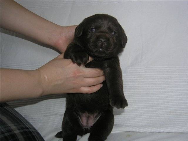 О черном лабрадоре: характеристики, как выглядят щенки в 3-4 месяца