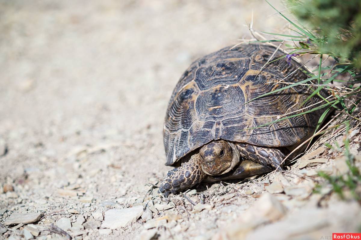 Греческая черепаха — greek tortoise
